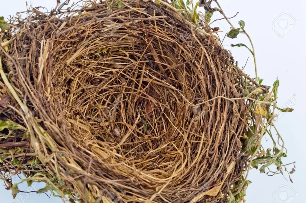 Bird nest