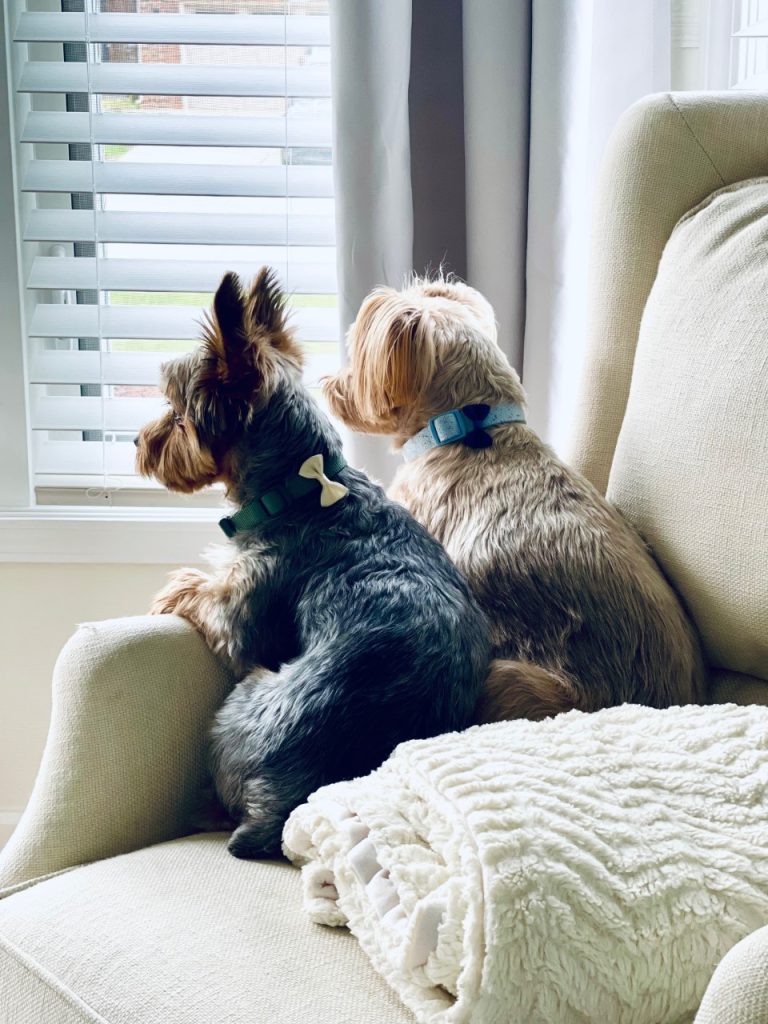 Scout and Mario looking out the window